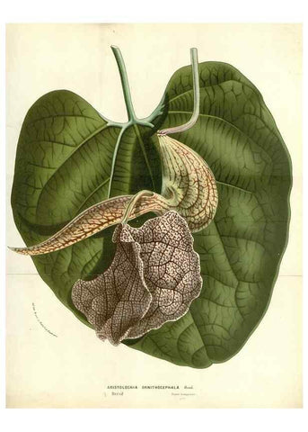 Reproducción/Reproduction 49588180907: Flore des serres et des jardins de l'Europe. A Gand :chez Louis van Houtte, eÌditeur,1845-1880.. 