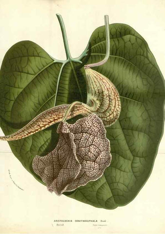 Reproducción/Reproduction 49588180907: Flore des serres et des jardins de l'Europe. A Gand :chez Louis van Houtte, eÌditeur,1845-1880.. 