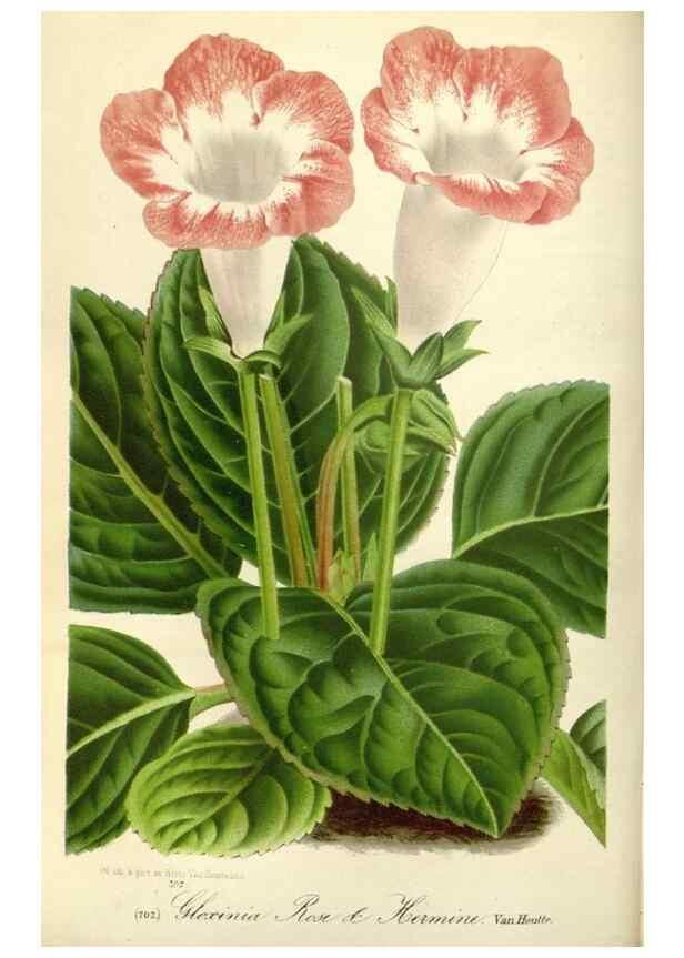 Reproducción/Reproduction 49588176947: Flore des serres et des jardins de l'Europe. A Gand :chez Louis van Houtte, eÌditeur,1845-1880.. 