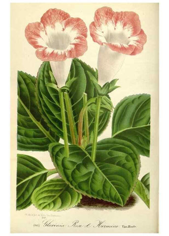 Reproducción/Reproduction 49588176947: Flore des serres et des jardins de l'Europe. A Gand :chez Louis van Houtte, eÌditeur,1845-1880.. 