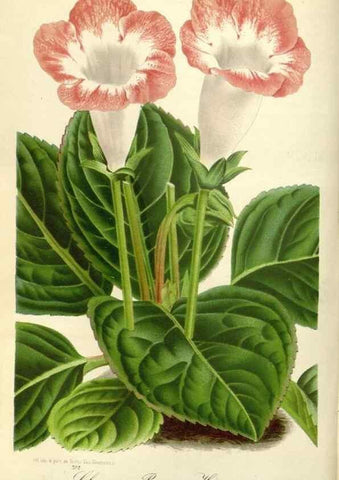 Reproducción/Reproduction 49588176947: Flore des serres et des jardins de l'Europe. A Gand :chez Louis van Houtte, eÌditeur,1845-1880.. 