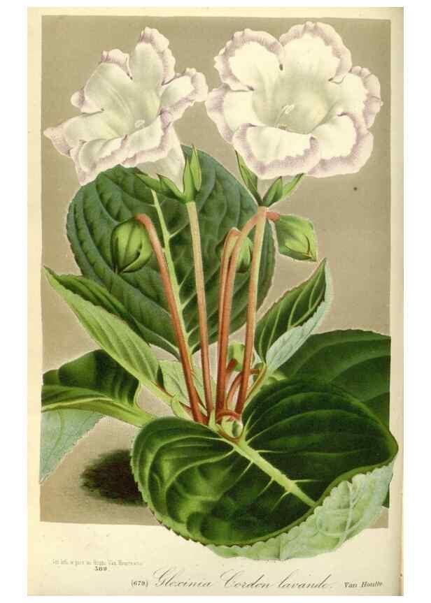 Reproducción/Reproduction 49587932301: Flore des serres et des jardins de l'Europe. A Gand :chez Louis van Houtte, eÌditeur,1845-1880.. 