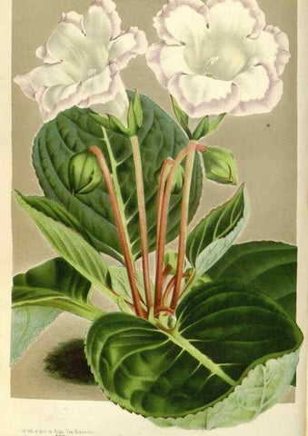 Reproducción/Reproduction 49587932301: Flore des serres et des jardins de l'Europe. A Gand :chez Louis van Houtte, eÌditeur,1845-1880.. 