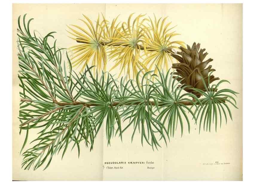 Reproducción/Reproduction 49587932501: Flore des serres et des jardins de l'Europe. A Gand :chez Louis van Houtte, eÌditeur,1845-1880.. 