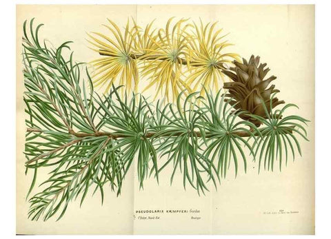 Reproducción/Reproduction 49587932501: Flore des serres et des jardins de l'Europe. A Gand :chez Louis van Houtte, eÌditeur,1845-1880.. 