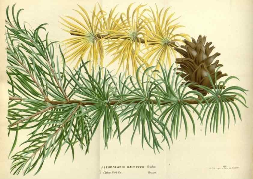 Reproducción/Reproduction 49587932501: Flore des serres et des jardins de l'Europe. A Gand :chez Louis van Houtte, eÌditeur,1845-1880.. 