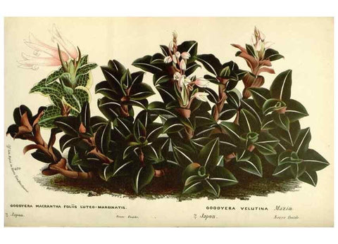 Reproducción/Reproduction 49587932716: Flore des serres et des jardins de l'Europe. A Gand :chez Louis van Houtte, eÌditeur,1845-1880.. 