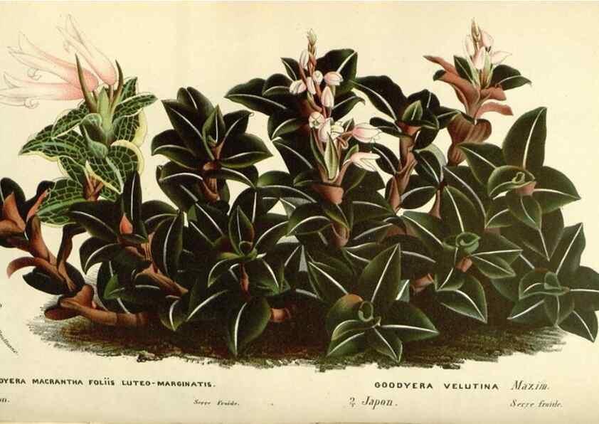 Reproducción/Reproduction 49587932716: Flore des serres et des jardins de l'Europe. A Gand :chez Louis van Houtte, eÌditeur,1845-1880.. 