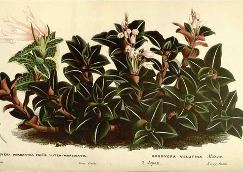 Reproducción/Reproduction 49587932716: Flore des serres et des jardins de l'Europe. A Gand :chez Louis van Houtte, eÌditeur,1845-1880.. 
