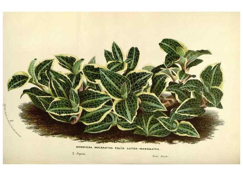 Reproducción/Reproduction 49588177897: Flore des serres et des jardins de l'Europe. A Gand :chez Louis van Houtte, eÌditeur,1845-1880.. 