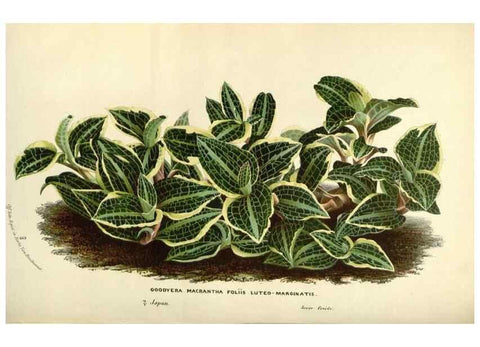 Reproducción/Reproduction 49588177897: Flore des serres et des jardins de l'Europe. A Gand :chez Louis van Houtte, eÌditeur,1845-1880.. 