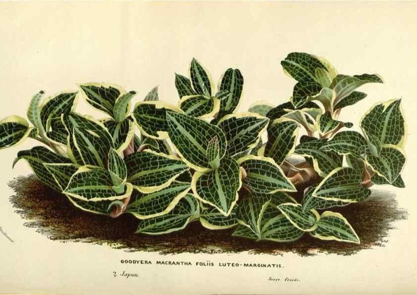 Reproducción/Reproduction 49588177897: Flore des serres et des jardins de l'Europe. A Gand :chez Louis van Houtte, eÌditeur,1845-1880.. 