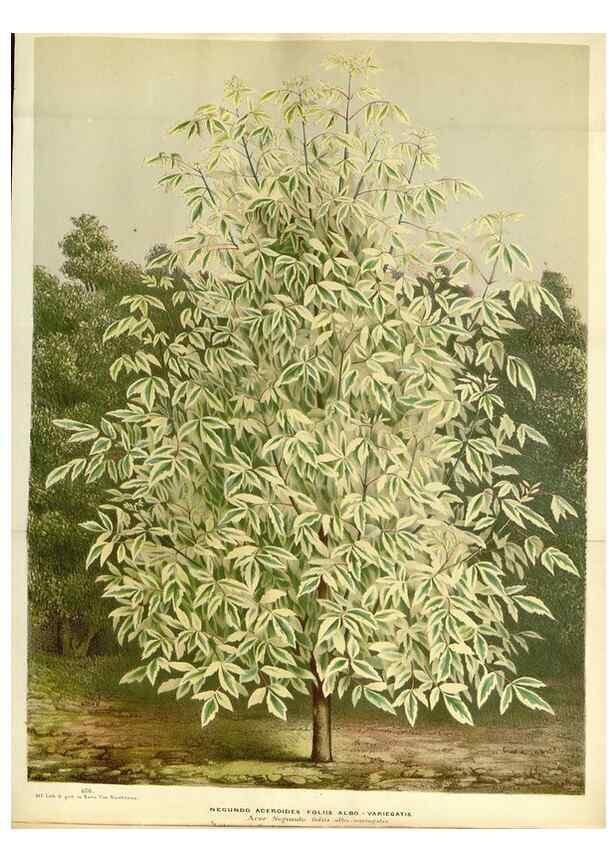 Reproducción/Reproduction 49587933171: Flore des serres et des jardins de l'Europe. A Gand :chez Louis van Houtte, eÌditeur,1845-1880.. 