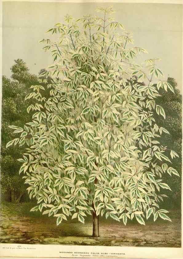 Reproducción/Reproduction 49587933171: Flore des serres et des jardins de l'Europe. A Gand :chez Louis van Houtte, eÌditeur,1845-1880.. 