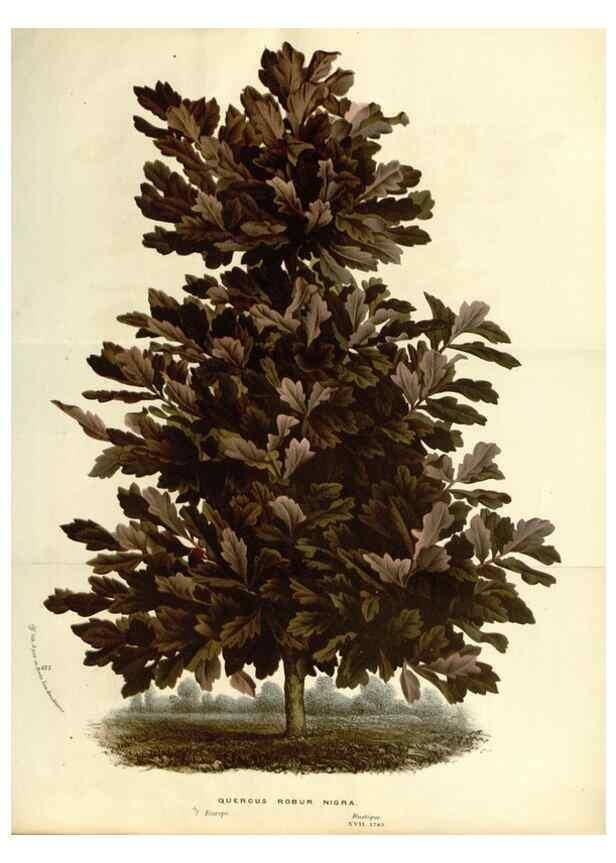 Reproducción/Reproduction 49587439028: Flore des serres et des jardins de l'Europe. A Gand :chez Louis van Houtte, eÌditeur,1845-1880.. 