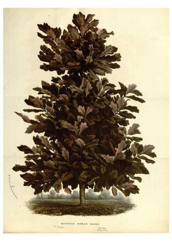 Reproducción/Reproduction 49587439028: Flore des serres et des jardins de l'Europe. A Gand :chez Louis van Houtte, eÌditeur,1845-1880.. 
