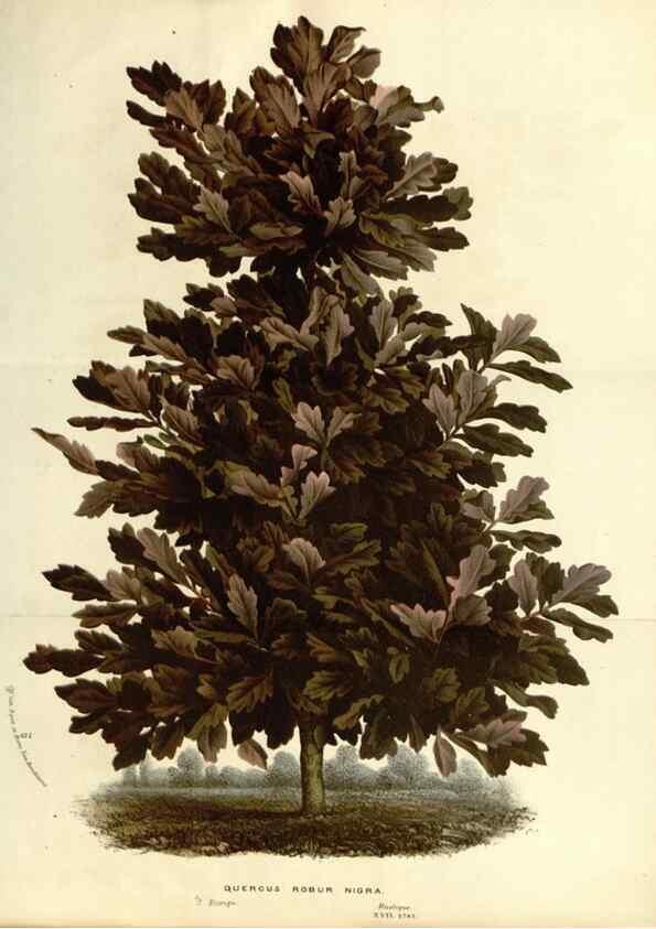 Reproducción/Reproduction 49587439028: Flore des serres et des jardins de l'Europe. A Gand :chez Louis van Houtte, eÌditeur,1845-1880.. 