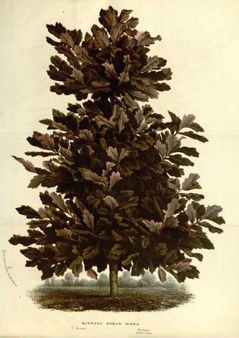 Reproducción/Reproduction 49587439028: Flore des serres et des jardins de l'Europe. A Gand :chez Louis van Houtte, eÌditeur,1845-1880.. 
