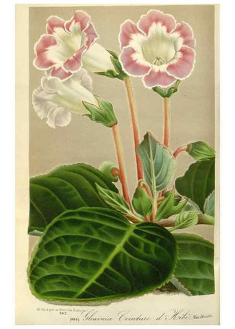 Reproducción/Reproduction 49587931676: Flore des serres et des jardins de l'Europe. A Gand :chez Louis van Houtte, eÌditeur,1845-1880.. 