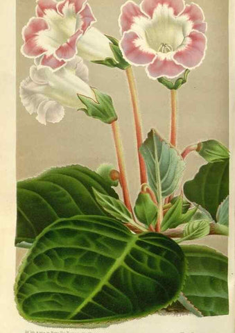 Reproducción/Reproduction 49587931676: Flore des serres et des jardins de l'Europe. A Gand :chez Louis van Houtte, eÌditeur,1845-1880.. 