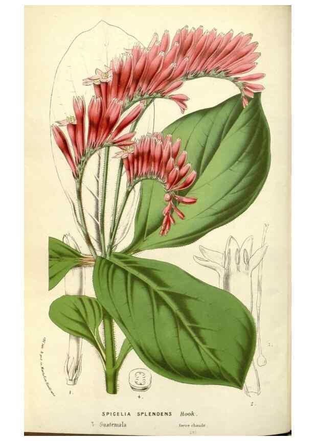 Reproducción/Reproduction 49588178547: Flore des serres et des jardins de l'Europe. A Gand :chez Louis van Houtte, eÌditeur,1845-1880.. 