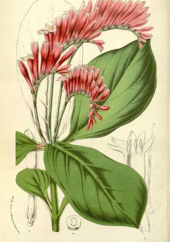 Reproducción/Reproduction 49588178547: Flore des serres et des jardins de l'Europe. A Gand :chez Louis van Houtte, eÌditeur,1845-1880.. 