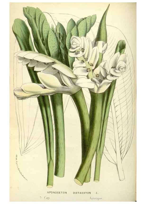 Reproducción/Reproduction 49587439613: Flore des serres et des jardins de l'Europe. A Gand :chez Louis van Houtte, eÌditeur,1845-1880.. 