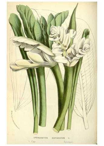 Reproducción/Reproduction 49587439613: Flore des serres et des jardins de l'Europe. A Gand :chez Louis van Houtte, eÌditeur,1845-1880.. 