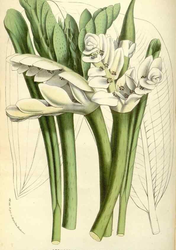 Reproducción/Reproduction 49587439613: Flore des serres et des jardins de l'Europe. A Gand :chez Louis van Houtte, eÌditeur,1845-1880.. 