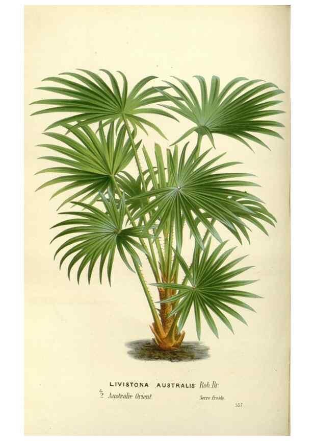 Reproducción/Reproduction 49587934311: Flore des serres et des jardins de l'Europe. A Gand :chez Louis van Houtte, eÌditeur,1845-1880.. 