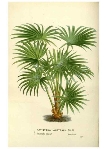Reproducción/Reproduction 49587934311: Flore des serres et des jardins de l'Europe. A Gand :chez Louis van Houtte, eÌditeur,1845-1880.. 