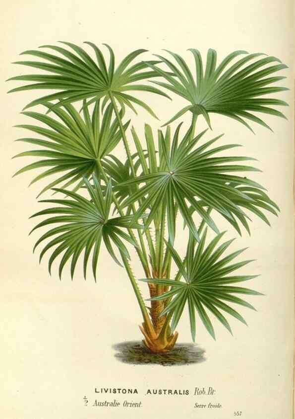 Reproducción/Reproduction 49587934311: Flore des serres et des jardins de l'Europe. A Gand :chez Louis van Houtte, eÌditeur,1845-1880.. 