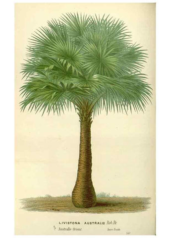 Reproducción/Reproduction 49587934526: Flore des serres et des jardins de l'Europe. A Gand :chez Louis van Houtte, eÌditeur,1845-1880.. 