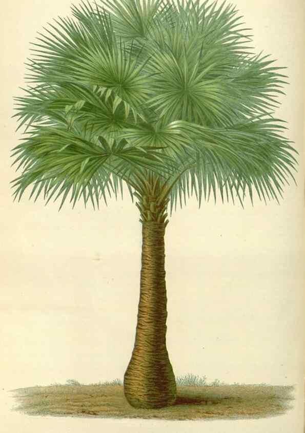Reproducción/Reproduction 49587934526: Flore des serres et des jardins de l'Europe. A Gand :chez Louis van Houtte, eÌditeur,1845-1880.. 