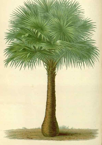 Reproducción/Reproduction 49587934526: Flore des serres et des jardins de l'Europe. A Gand :chez Louis van Houtte, eÌditeur,1845-1880.. 