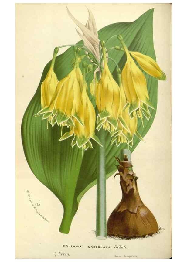Reproducción/Reproduction 49588179657: Flore des serres et des jardins de l'Europe. A Gand :chez Louis van Houtte, eÌditeur,1845-1880.. 