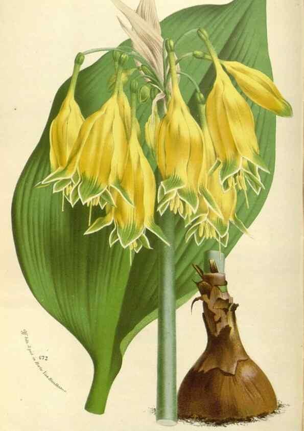 Reproducción/Reproduction 49588179657: Flore des serres et des jardins de l'Europe. A Gand :chez Louis van Houtte, eÌditeur,1845-1880.. 