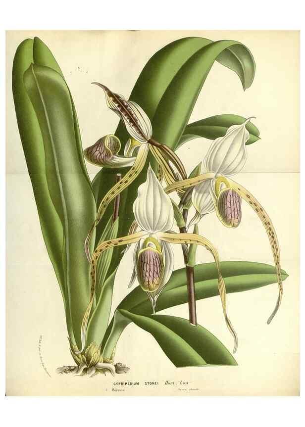 Reproducción/Reproduction 49588179867: Flore des serres et des jardins de l'Europe. A Gand :chez Louis van Houtte, eÌditeur,1845-1880.. 