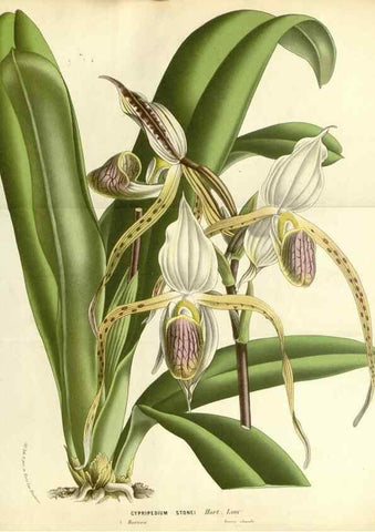 Reproducción/Reproduction 49588179867: Flore des serres et des jardins de l'Europe. A Gand :chez Louis van Houtte, eÌditeur,1845-1880.. 