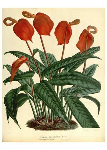 Reproducción/Reproduction 49587935201: Flore des serres et des jardins de l'Europe. A Gand :chez Louis van Houtte, eÌditeur,1845-1880.. 