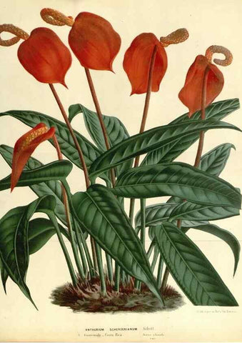 Reproducción/Reproduction 49587935201: Flore des serres et des jardins de l'Europe. A Gand :chez Louis van Houtte, eÌditeur,1845-1880.. 