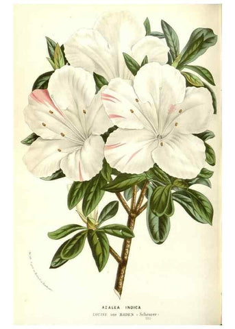 Reproducción/Reproduction 49588180272: Flore des serres et des jardins de l'Europe. A Gand :chez Louis van Houtte, eÌditeur,1845-1880.. 