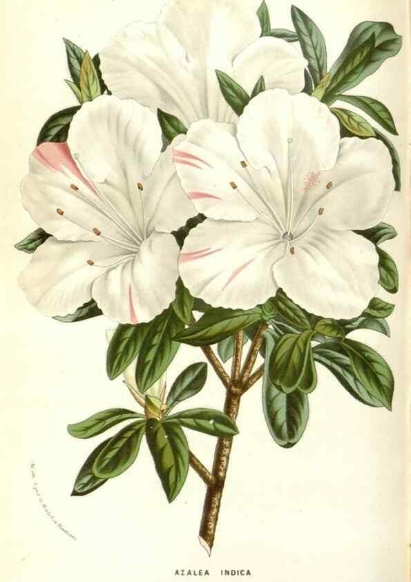 Reproducción/Reproduction 49588180272: Flore des serres et des jardins de l'Europe. A Gand :chez Louis van Houtte, eÌditeur,1845-1880.. 