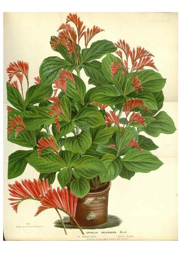 Reproducción/Reproduction 49587933871: Flore des serres et des jardins de l'Europe. A Gand :chez Louis van Houtte, eÌditeur,1845-1880.. 