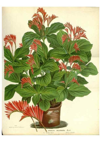 Reproducción/Reproduction 49587933871: Flore des serres et des jardins de l'Europe. A Gand :chez Louis van Houtte, eÌditeur,1845-1880.. 
