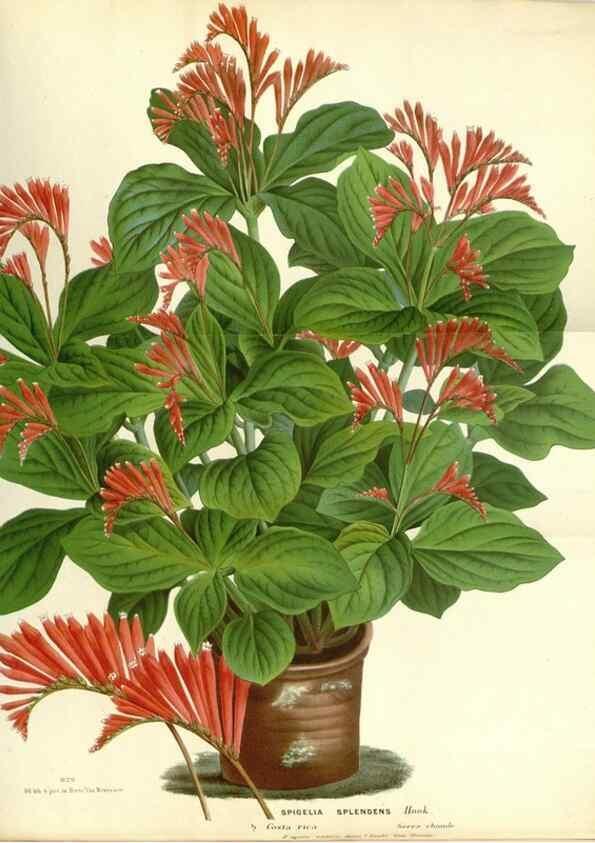 Reproducción/Reproduction 49587933871: Flore des serres et des jardins de l'Europe. A Gand :chez Louis van Houtte, eÌditeur,1845-1880.. 