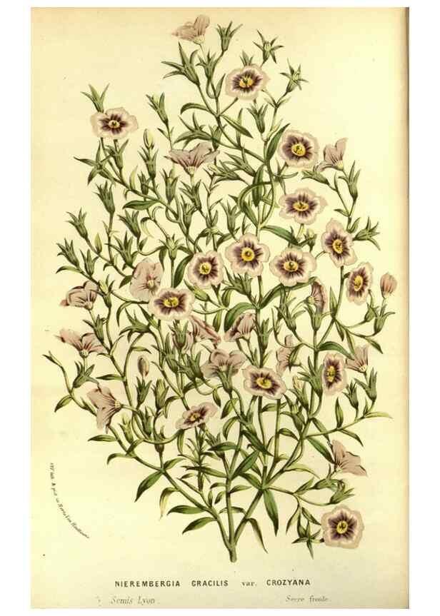 Reproducción/Reproduction 49587681286: Flore des serres et des jardins de l'Europe. A Gand :chez Louis van Houtte, eÌditeur,1845-1880.. 