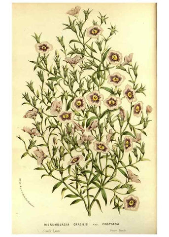 Reproducción/Reproduction 49587681286: Flore des serres et des jardins de l'Europe. A Gand :chez Louis van Houtte, eÌditeur,1845-1880.. 