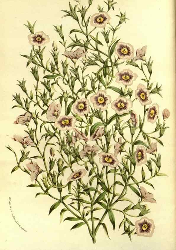 Reproducción/Reproduction 49587681286: Flore des serres et des jardins de l'Europe. A Gand :chez Louis van Houtte, eÌditeur,1845-1880.. 