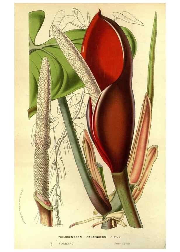 Reproducción/Reproduction 49587185518: Flore des serres et des jardins de l'Europe. A Gand :chez Louis van Houtte, eÌditeur,1845-1880.. 